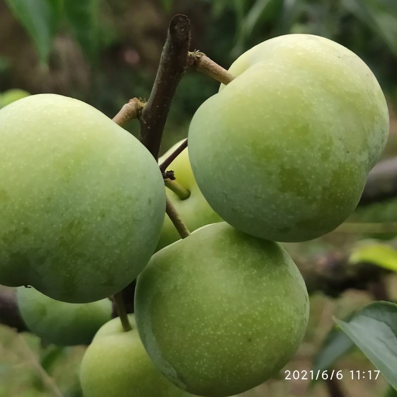 茵红李