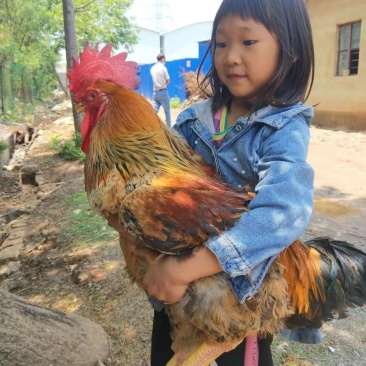 鸡苗，k9肉鸡苗901，可养九斤以上，诚信经营，销量火爆