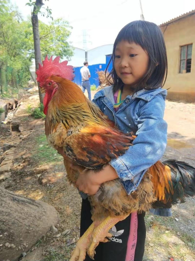 鸡苗，k9肉鸡苗901，可养九斤以上，诚信经营，销量火爆