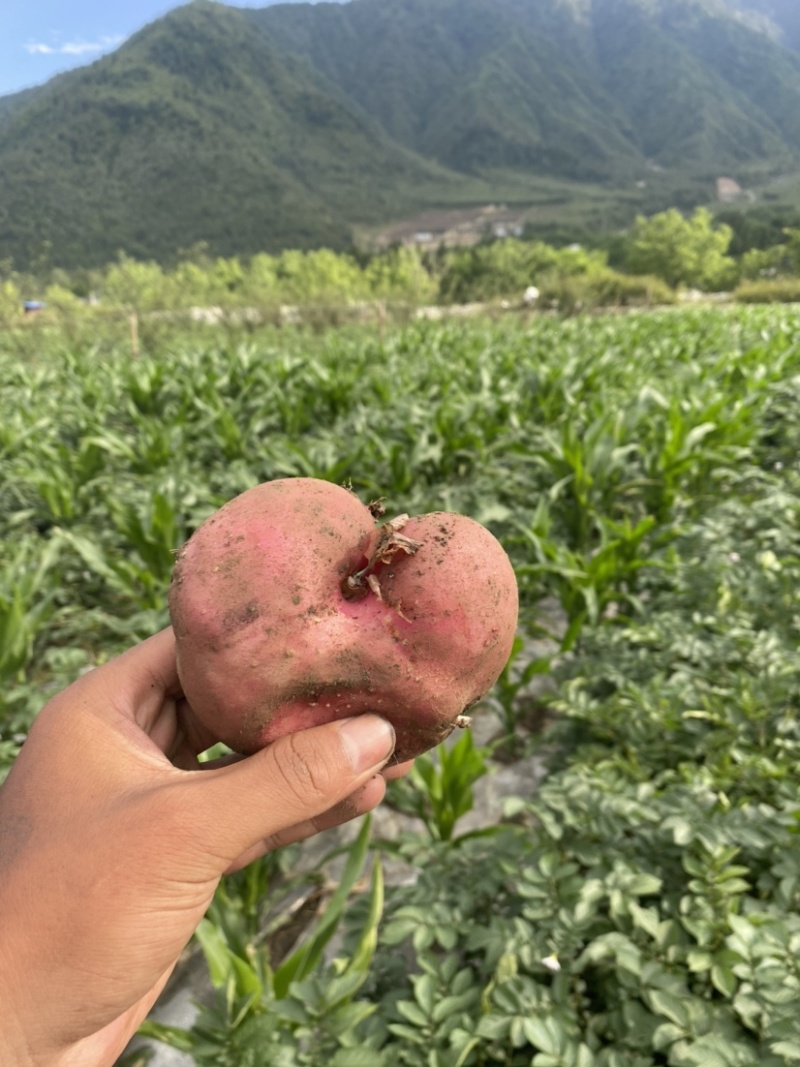 红皮黄心土豆红皮黄心土豆有老板收购的联系