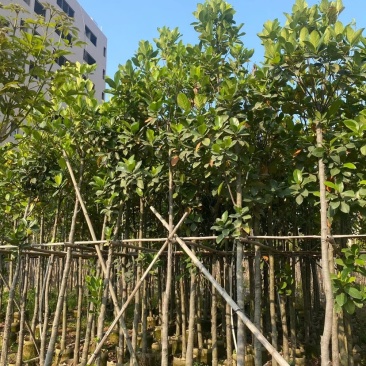 5-6-7-8-10-12-15公分菠萝蜜树菠萝