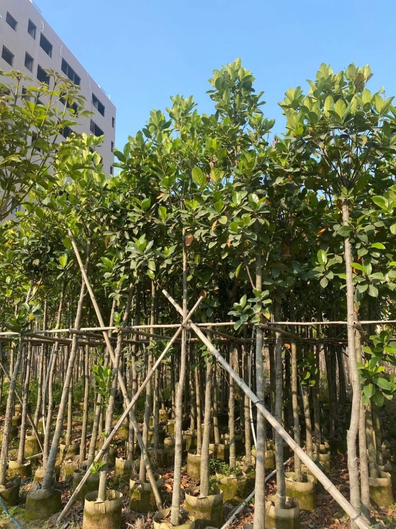 5-6-7-8-10-12-15公分菠萝蜜树菠萝
