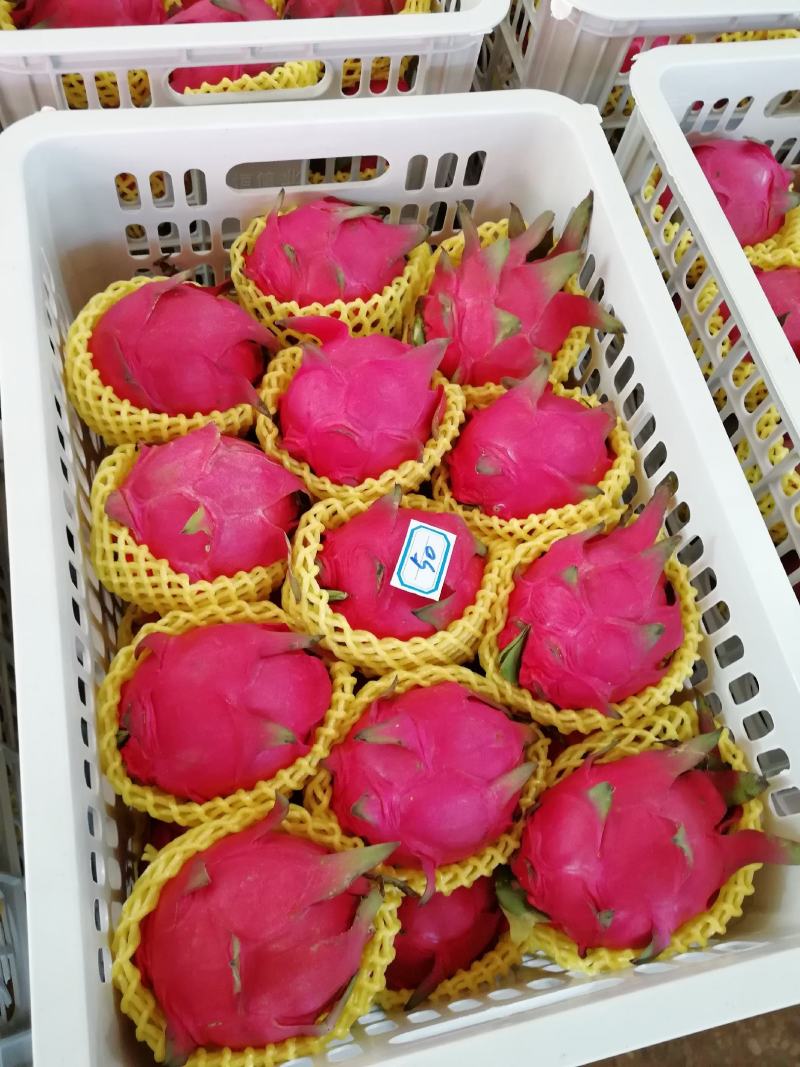 火龙果代办，提供洗果，预冷，红心火龙果，金都火龙果