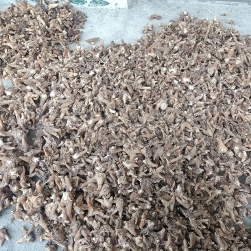 纯野生干货白芨，只有十四斤了，全晒干，无硫。