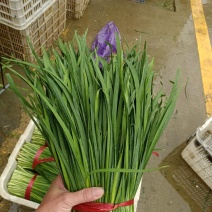 广东清远韭菜种植基地