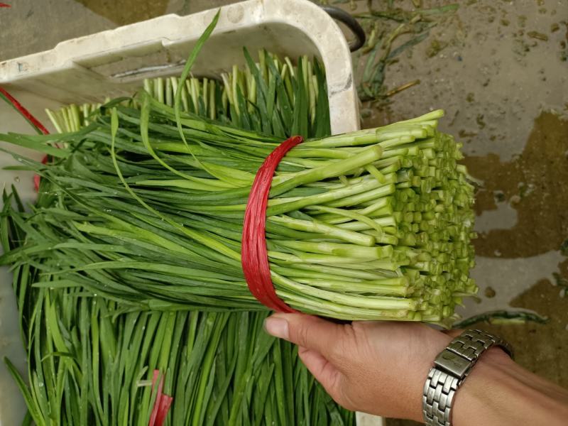 广东清远韭菜种植基地