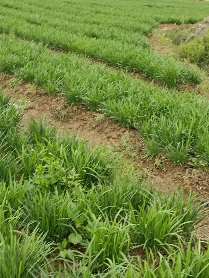 广东清远韭菜种植基地