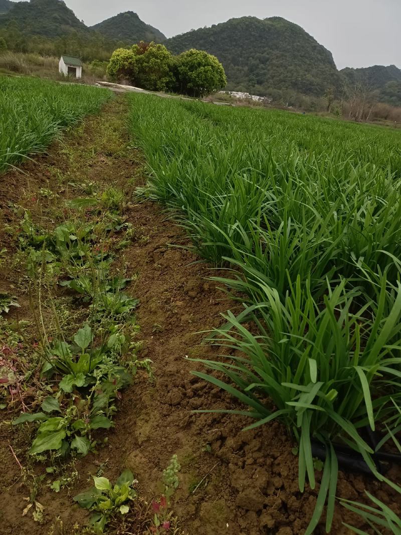 广东清远韭菜种植基地