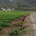 广东清远韭菜种植基地