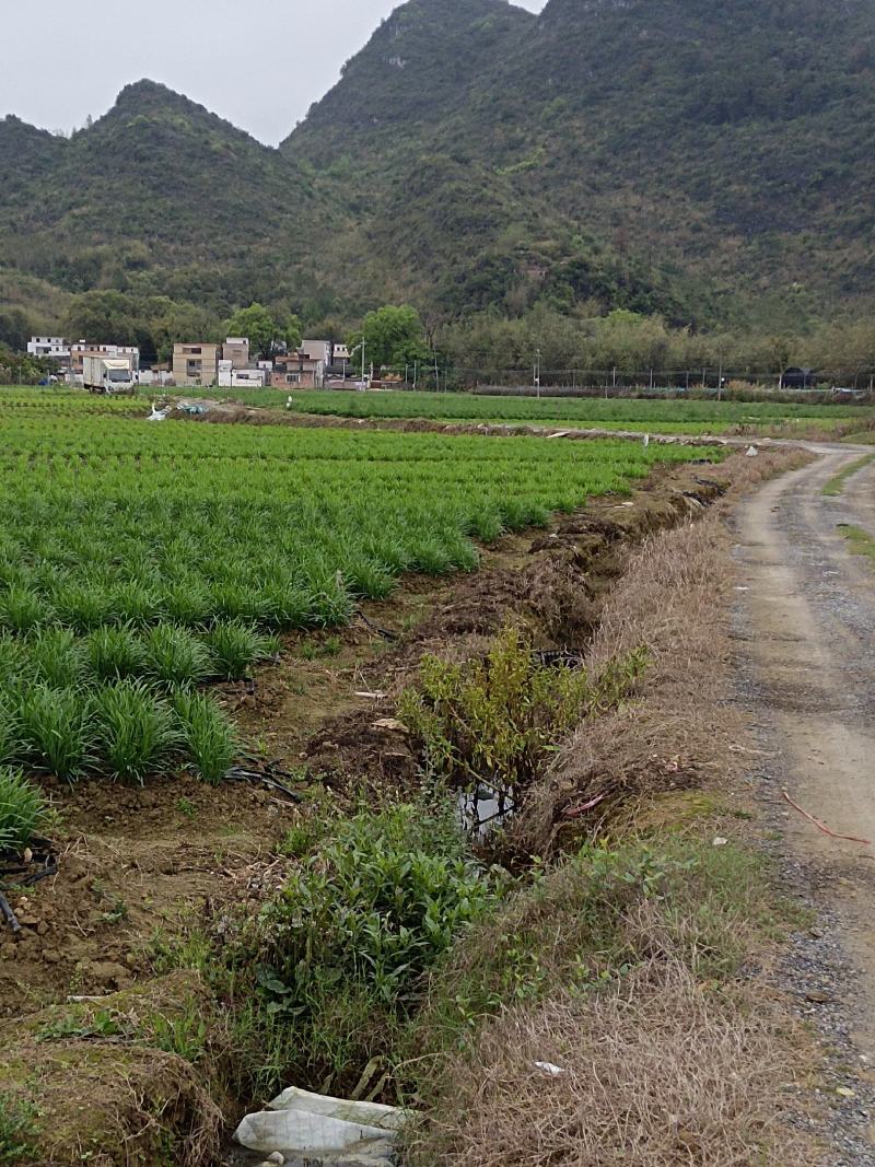 广东清远韭菜种植基地