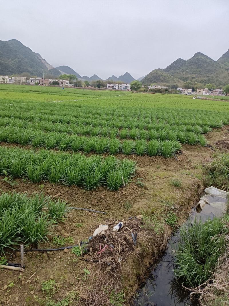 广东清远韭菜种植基地