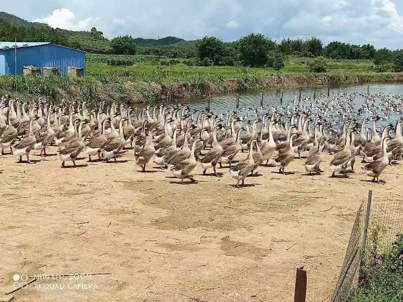 广东马岗四年淘汰老鹅