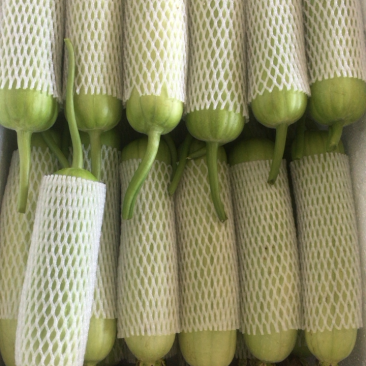 白关丝瓜