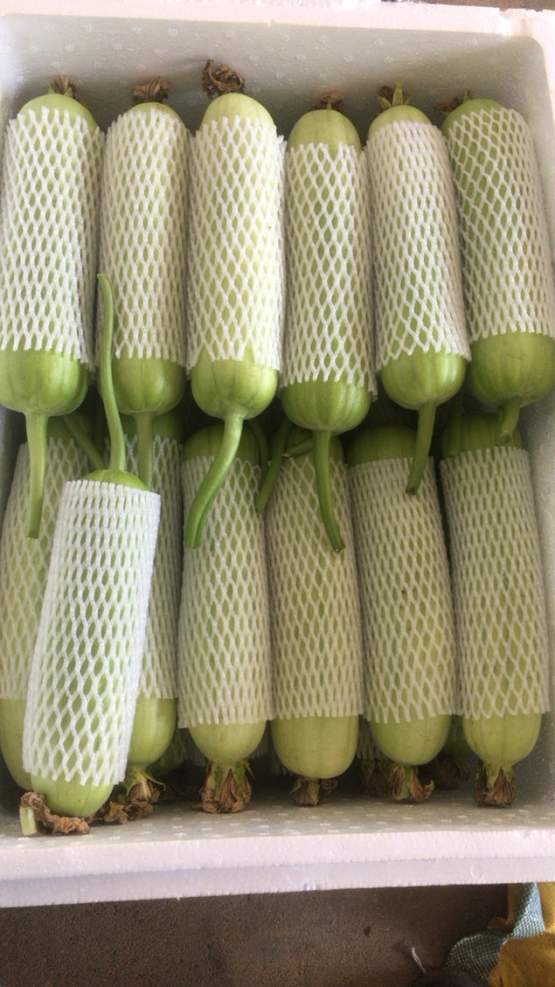 白关丝瓜
