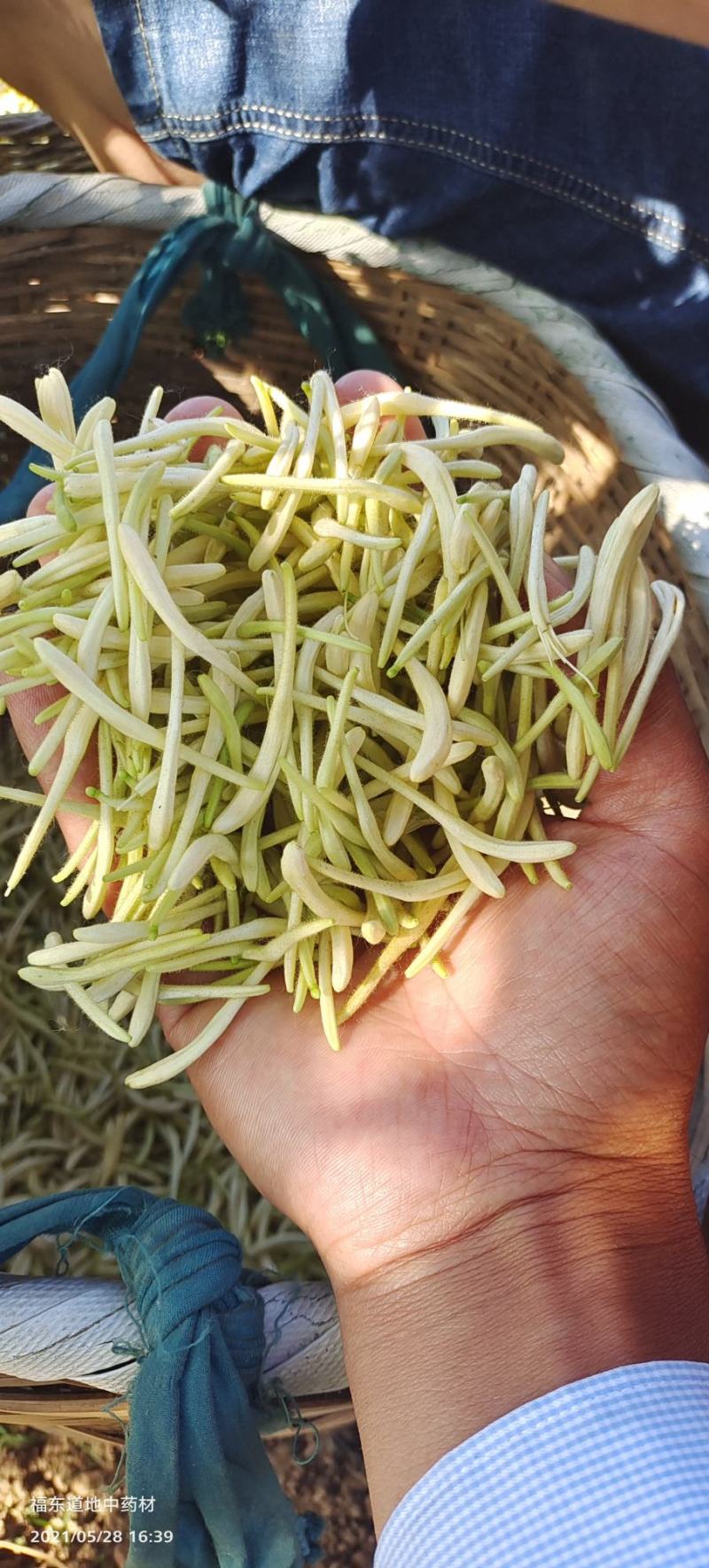 原产地金银花种苗良种繁殖，药食同源金银花