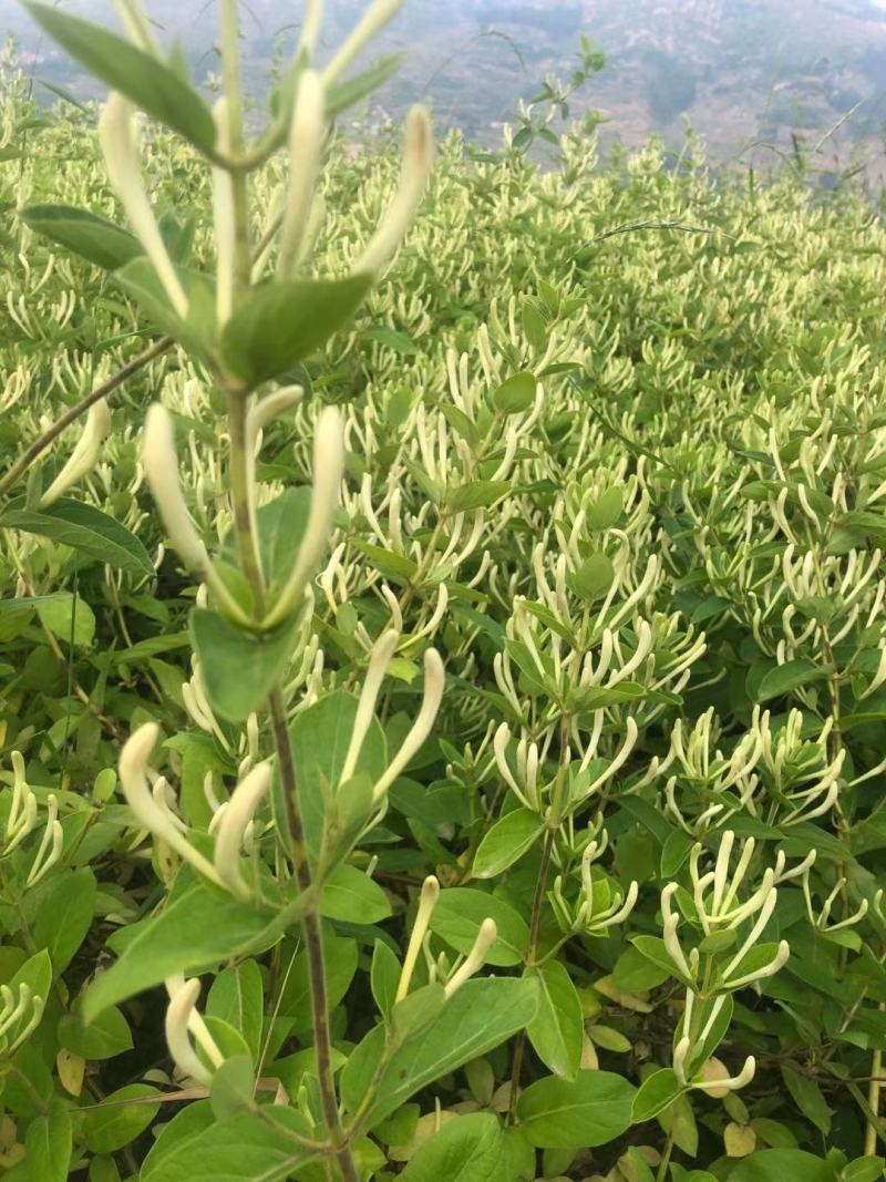 原产地金银花种苗良种繁殖，药食同源金银花