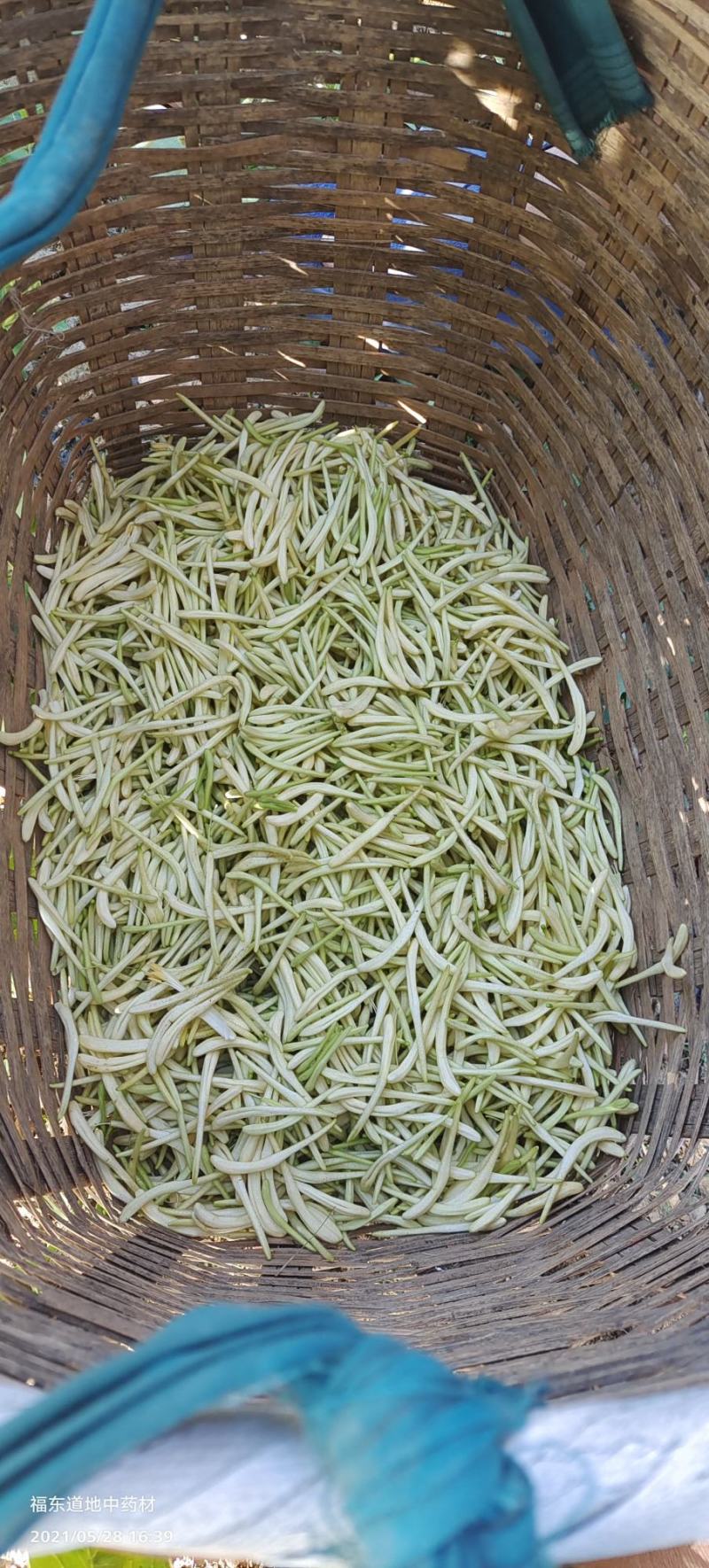 原产地金银花种苗良种繁殖，药食同源金银花