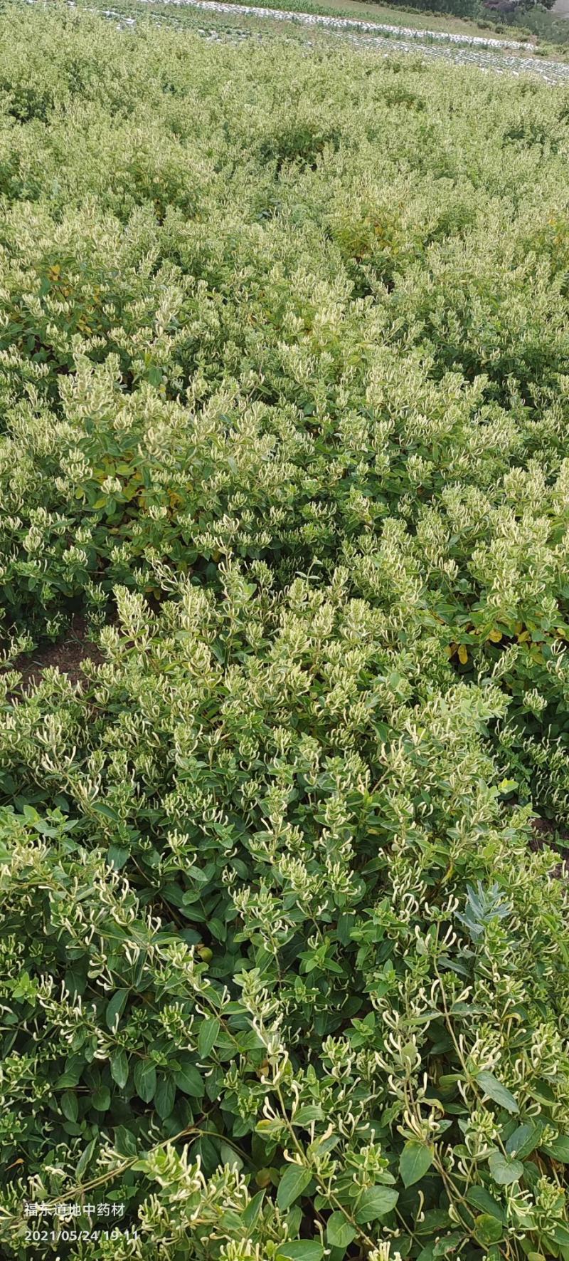 原产地金银花种苗良种繁殖，药食同源金银花