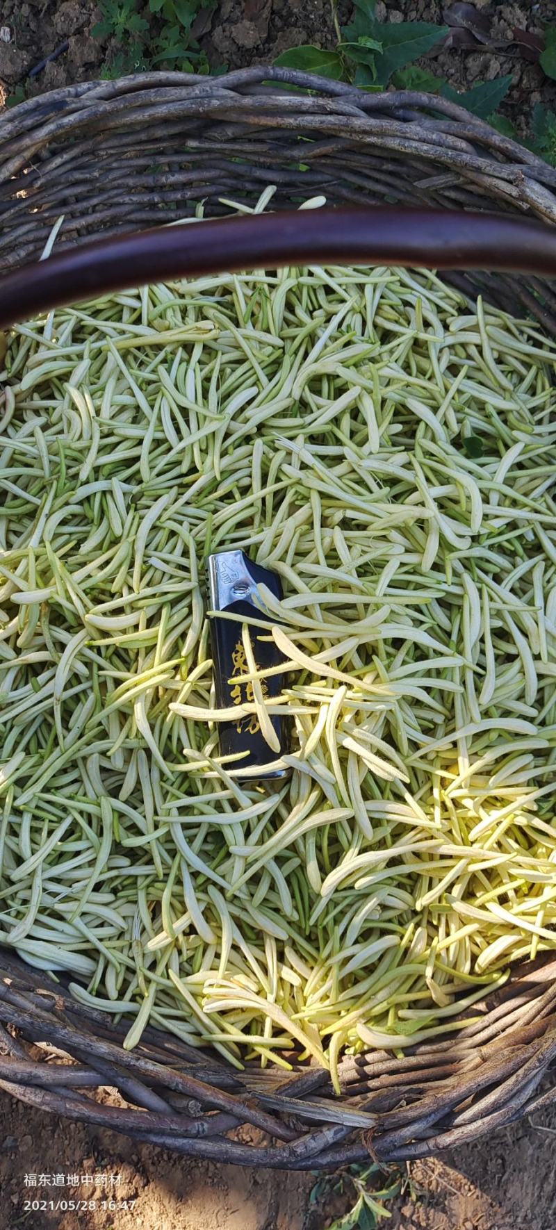 原产地金银花种苗良种繁殖，药食同源金银花