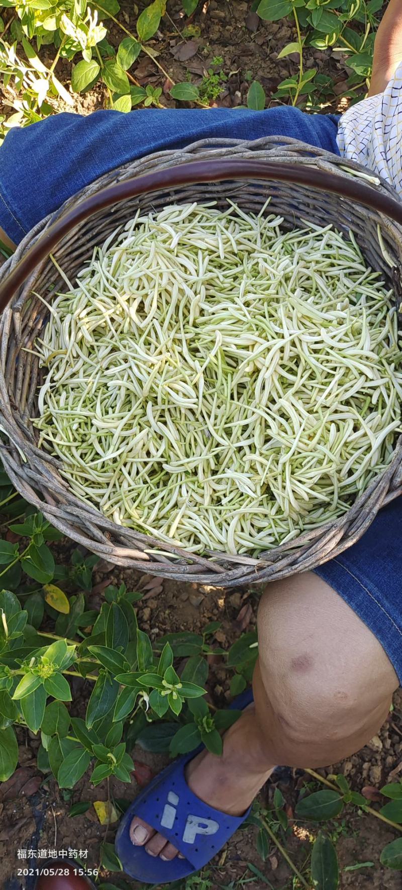 原产地金银花种苗良种繁殖，药食同源金银花