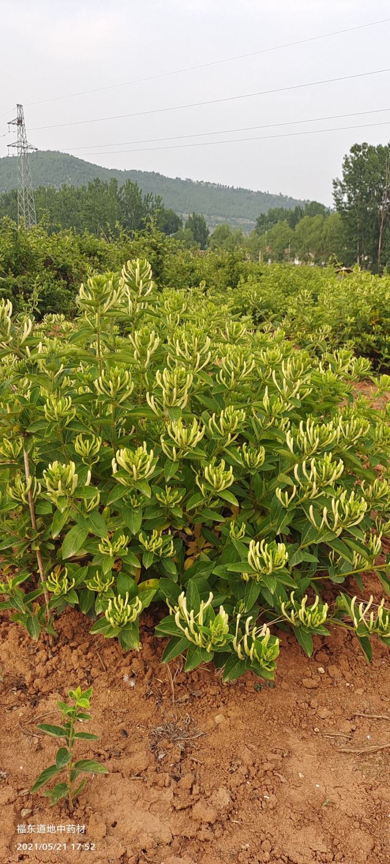 原产地金银花种苗良种繁殖，药食同源金银花