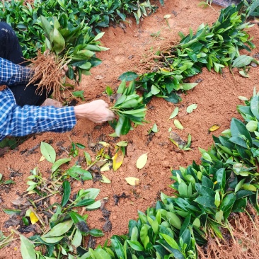 非洲荣莉