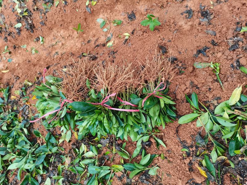 非洲荣莉
