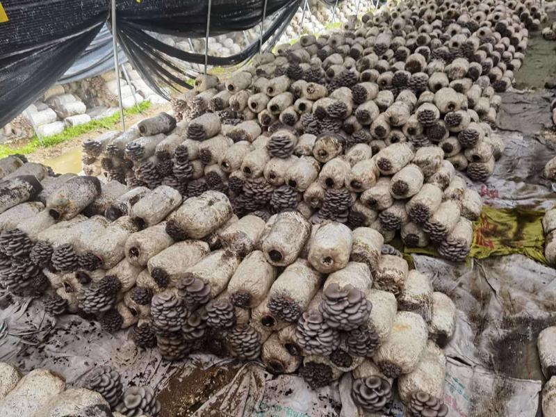 【精品】陕西省反季节黑灰平菇便宜大量有货