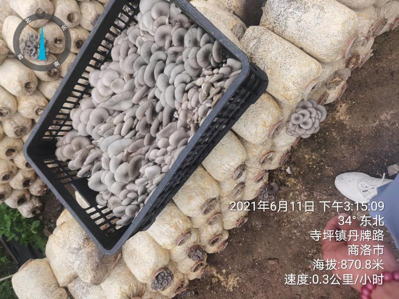 【精品】陕西省反季节黑灰平菇便宜大量有货