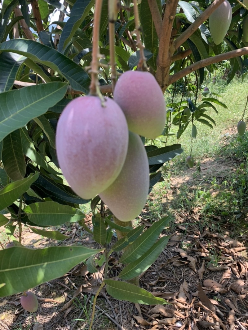芒果，亚热带地区独特的水果
