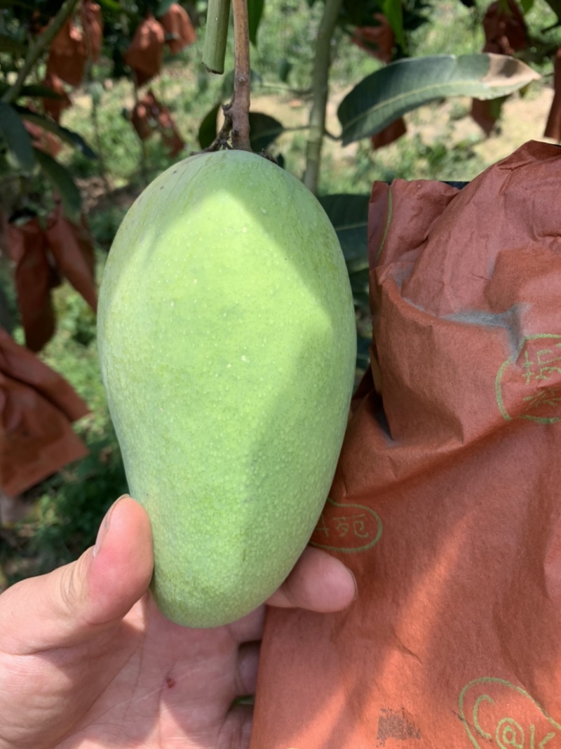芒果，亚热带地区独特的水果