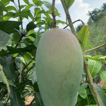 芒果，亚热带地区独特的水果