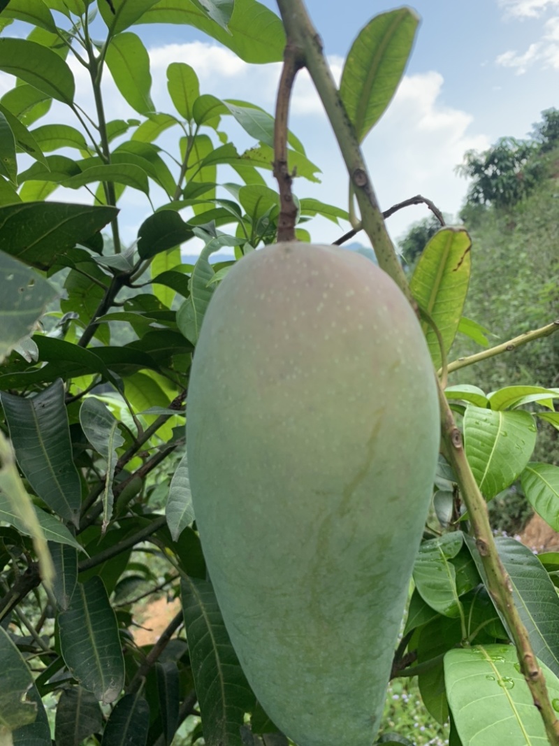 芒果，亚热带地区独特的水果
