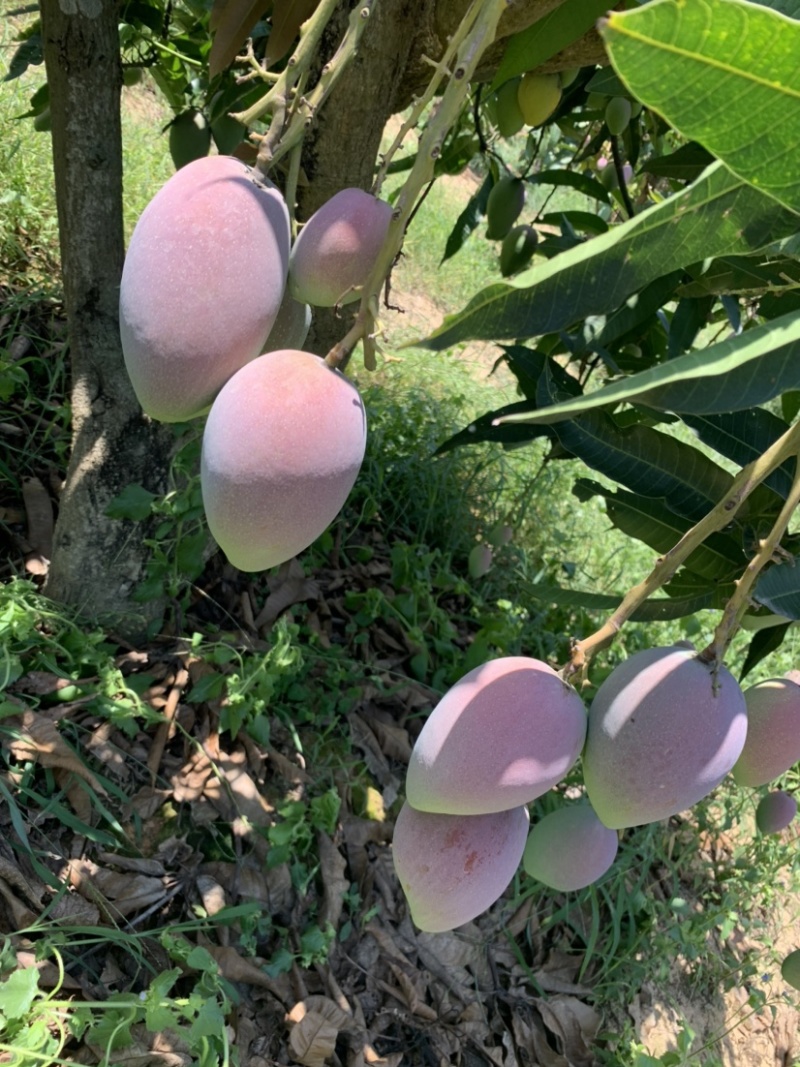 芒果，亚热带地区独特的水果