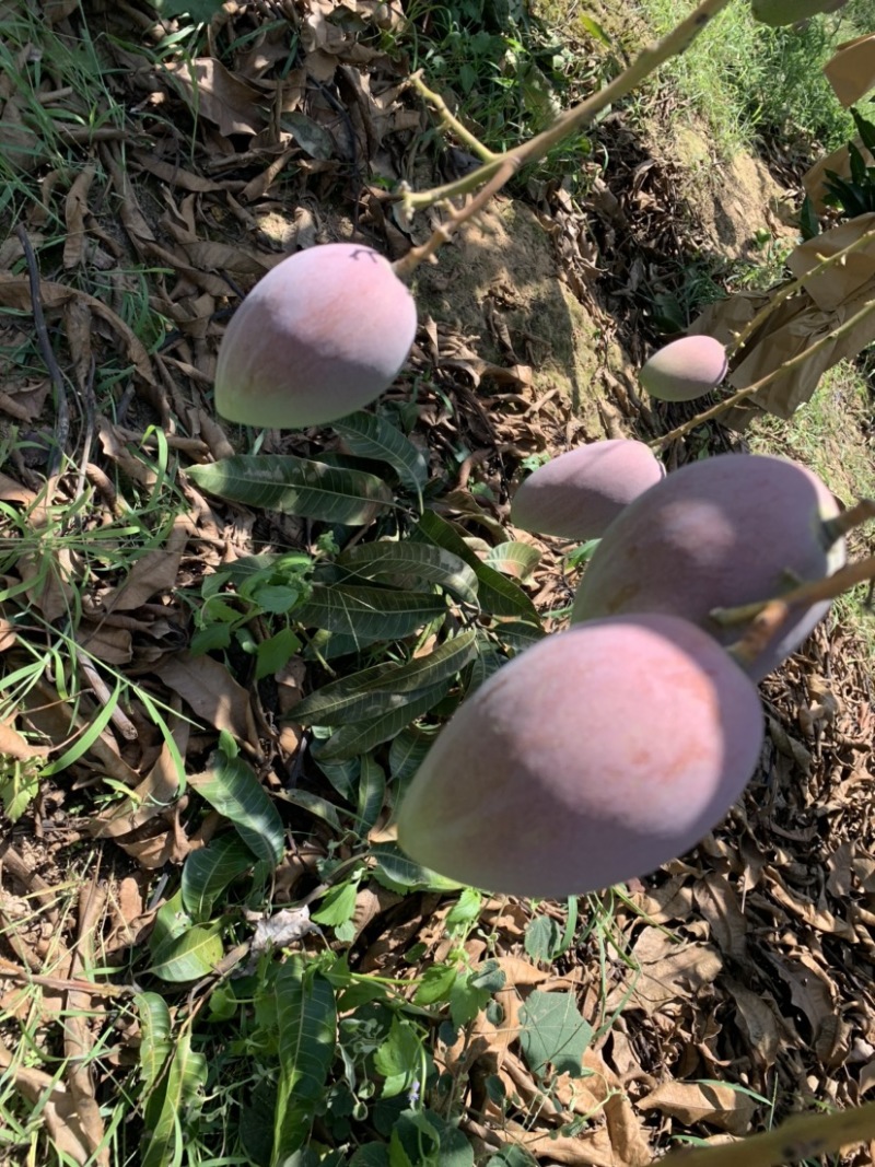 芒果，亚热带地区独特的水果