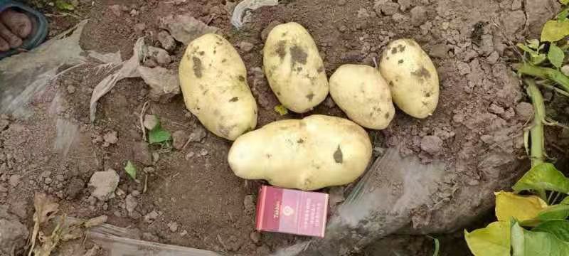 沃土土豆