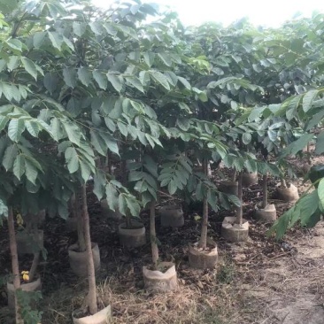 大量现货供应，火焰木1.5~2米高，欢迎来电