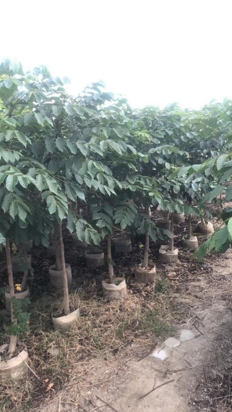 大量现货供应，火焰木1.5~2米高，欢迎来电
