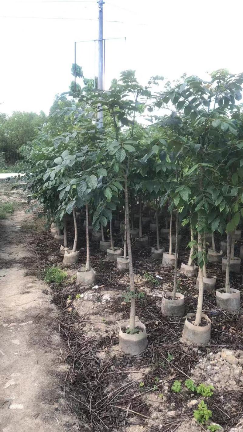 大量现货供应，火焰木1.5~2米高，欢迎来电