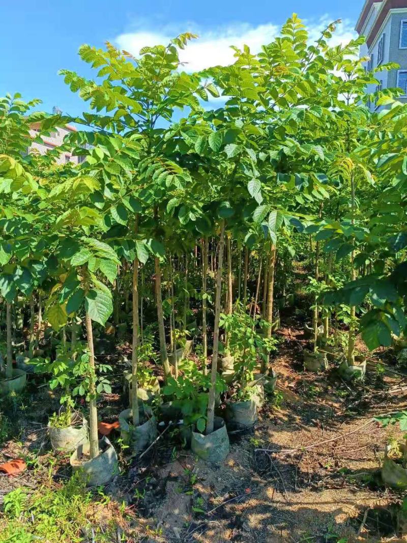 大量现货供应，火焰木1.5~2米高，欢迎来电