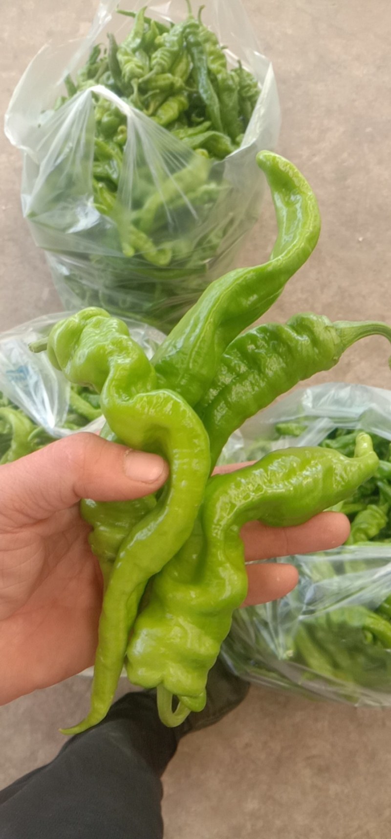 螺丝椒