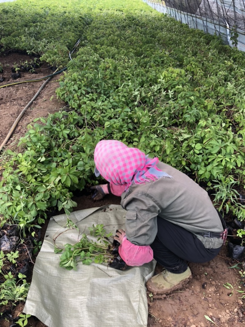 辽宁开原三叶五叶地锦小苗爬山虎营养杯苗工程苗繁育基地