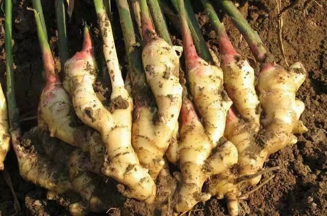 小黄姜不同生育期养分吸收动态曲线图