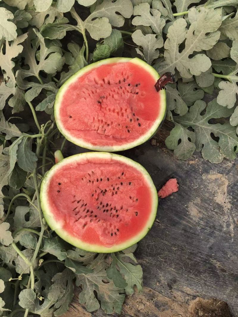 甜王精品瓜大量上市质量上乘红瓤黑籽糖度13