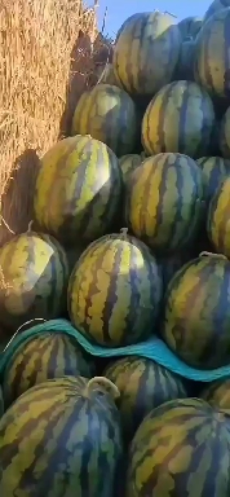 甜王精品瓜大量上市质量上乘红瓤黑籽糖度13