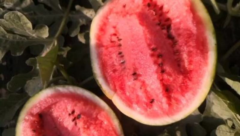甜王精品瓜大量上市质量上乘红瓤黑籽糖度13