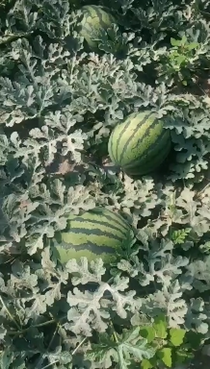 甜王精品瓜大量上市质量上乘红瓤黑籽糖度13