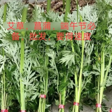 四川【艾草，菖蒲】端午必备，质量保证，支持上门看货。