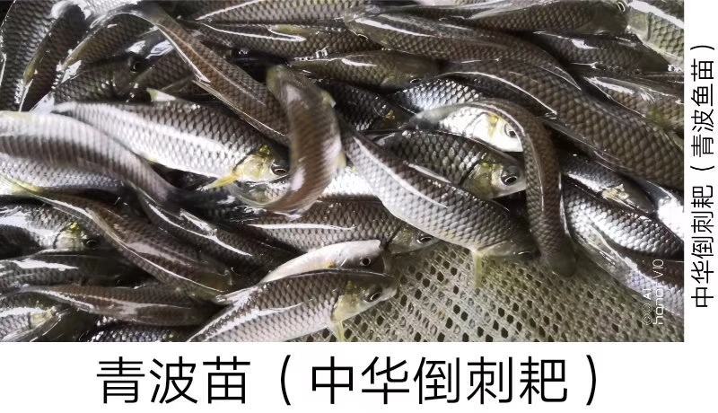 鱼苗青波鱼苗又名中华倒刺粑重庆青波苗包运输下塘
