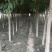 70亩地国槐，因地征用有需要到直接联系，自己种植的，